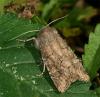 91513 – Photo : Pelouard – France (72)
