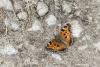 91079 – Photo : S. Regnard – Pologne