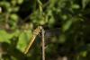 91153 – Photo : Michel Renou – France (04)