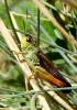 91368 – Photo : Vincent VALLI – France (07)