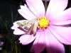 91536 – Photo : Marjorie Schwartz – France (54)