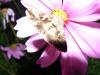 91559 – Photo : Marjorie Schwartz – France (54)