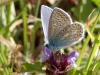 91419 – Photo : Dominique THAUVIN – France (45)