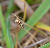 91366 – Photo : Josselyne Bayle – France (33)