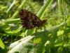 91221 – Photo : Fred More – France (44)