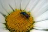 91669 – Photo : Sabatino Ugo – Belgique