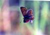 91720 – Photo : Sabatino Ugo – France (84)