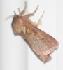 91640 – Photo : David Guedon – France (76)