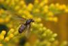 91484 – Photo : Philippe Petit – France (45)