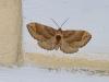 91453 – Photo : Ppersuy – France (94)