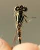 Coenagrion scitulum