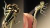 Coenagrion scitulum