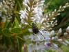 91370 – Photo : M. Bellifa – France (60)