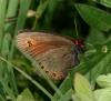 91326 – Photo : Pelouard – France (74)