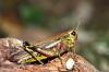 91171 – Photo : Bartolome Joseph – France (43)