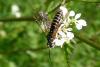 91462 – Photo : Patrick Le Mao – France (44)
