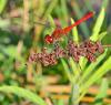 91700 – Photo : Josselyne Bayle – France (33)
