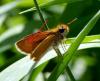 91393 – Photo : Vincent VALLI – France (48)