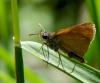 91376 – Photo : Vincent VALLI – France (48)