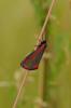 91267 – Photo : C.gager – France (49)