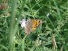 91274 – Photo : Fred More – France (22)