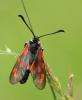 91075 – Photo : Pierre SENGEZ – France (04)