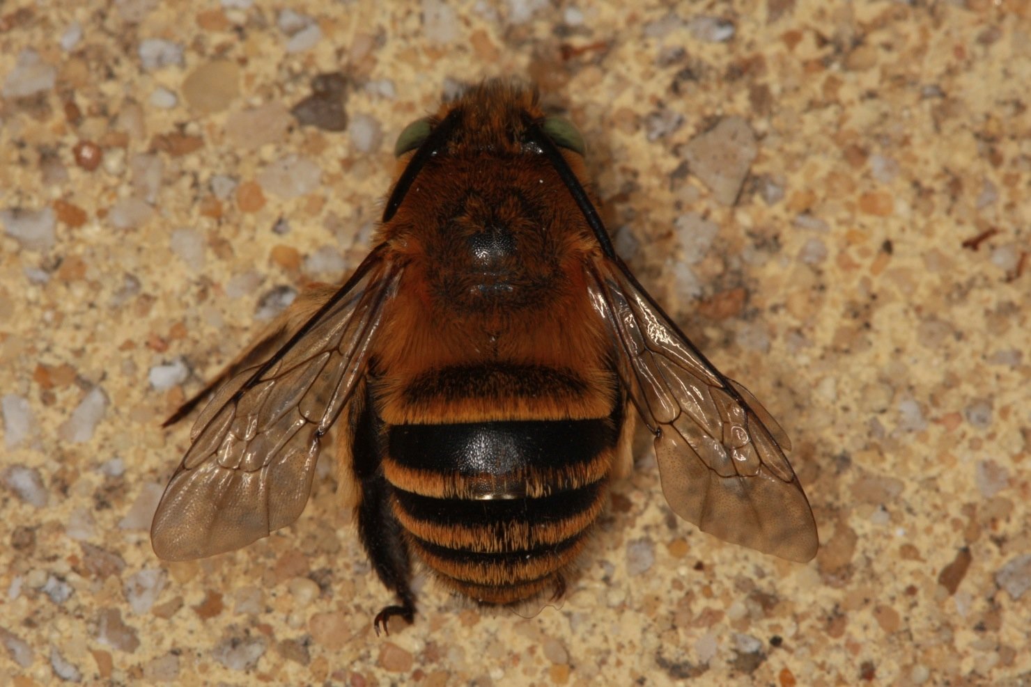 Réf. 91857 — INSECTA > Hymenoptera > Apidae > Amegilla (Amegilla