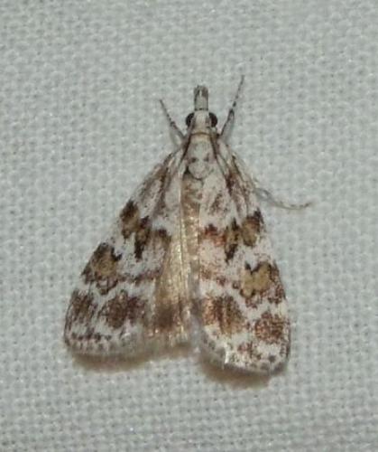 Réf. 92 454 : Scoparia sp.