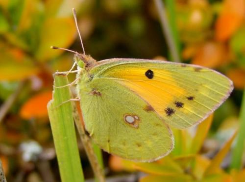 Colias croceus