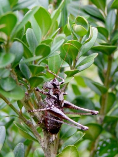 Antaxius pedestris pedestris