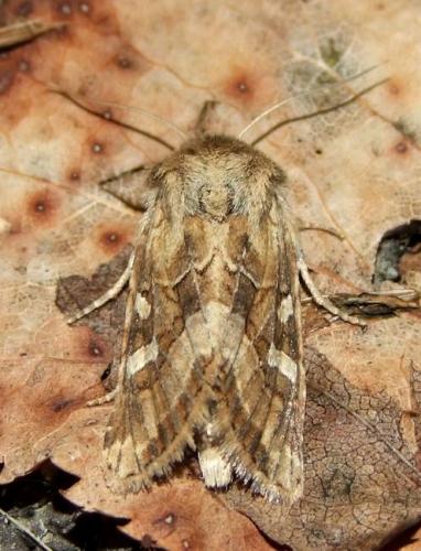 Réf. 92 959 : Luperina dumerilii