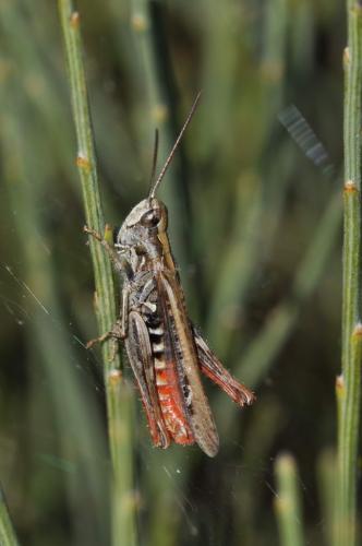 Chorthippus mollis