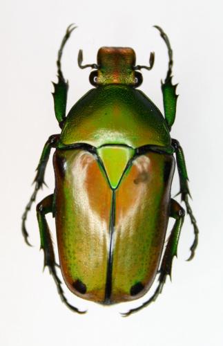 Eudicella colmanti