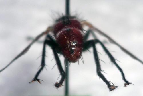 Cylindromyia bicolor
