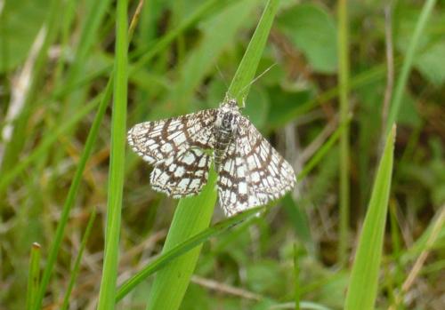 Chiasmia clathrata