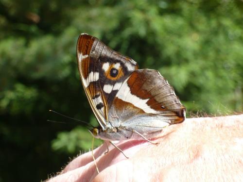 Apatura iris