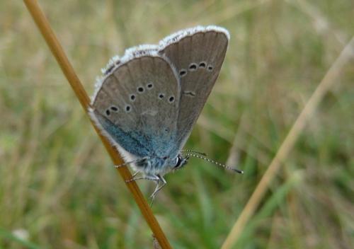 Cyaniris semiargus