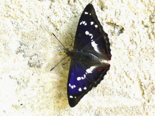 Apatura iris