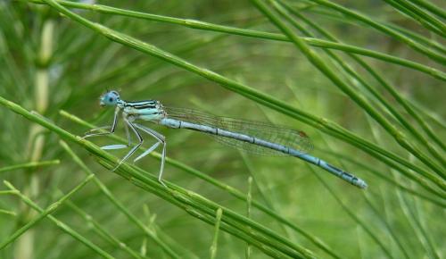Platycnemis pennipes