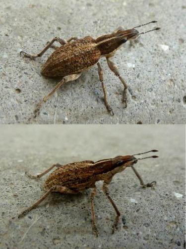 Réf. 92 950 : Charagmus gressorius