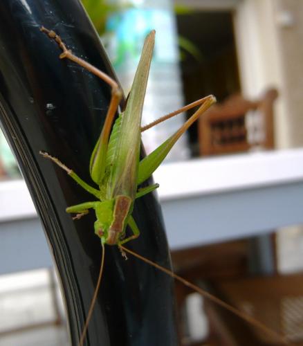 Bicolorana bicolor