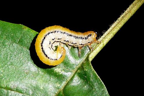 Réf. 92 818 : Hemichroa crocea