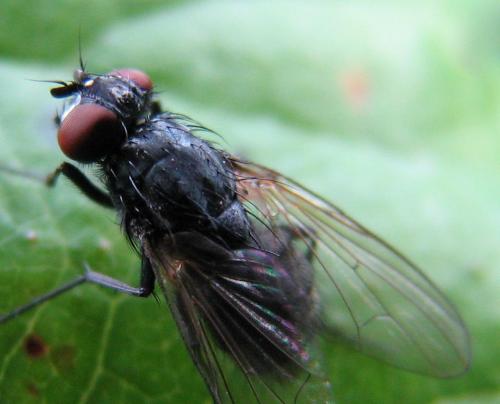 Réf. 92 441 : Hydrotaea sp.
