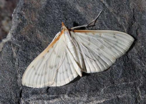 Réf. 92 569 : Hodebertia testalis