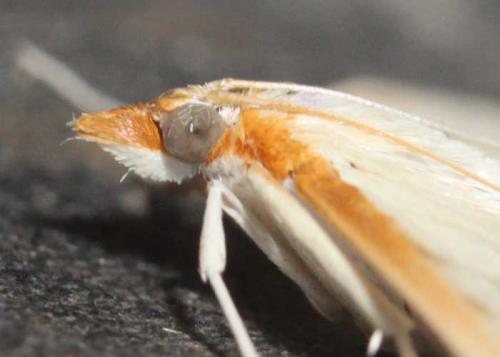 Réf. 92 545 : Hodebertia testalis
