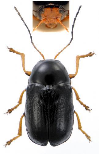 Cryptocephalus sp.