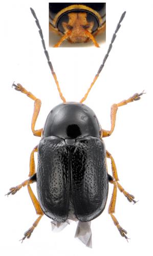 Cryptocephalus sp.