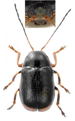 Cryptocephalus sp.