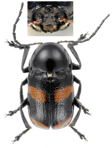 Cryptocephalus sinuatus