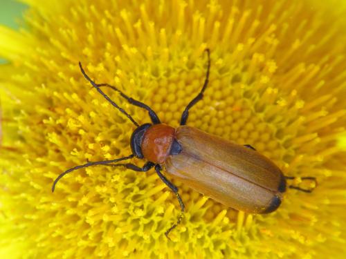Réf. 92 450 : Zonitis nana